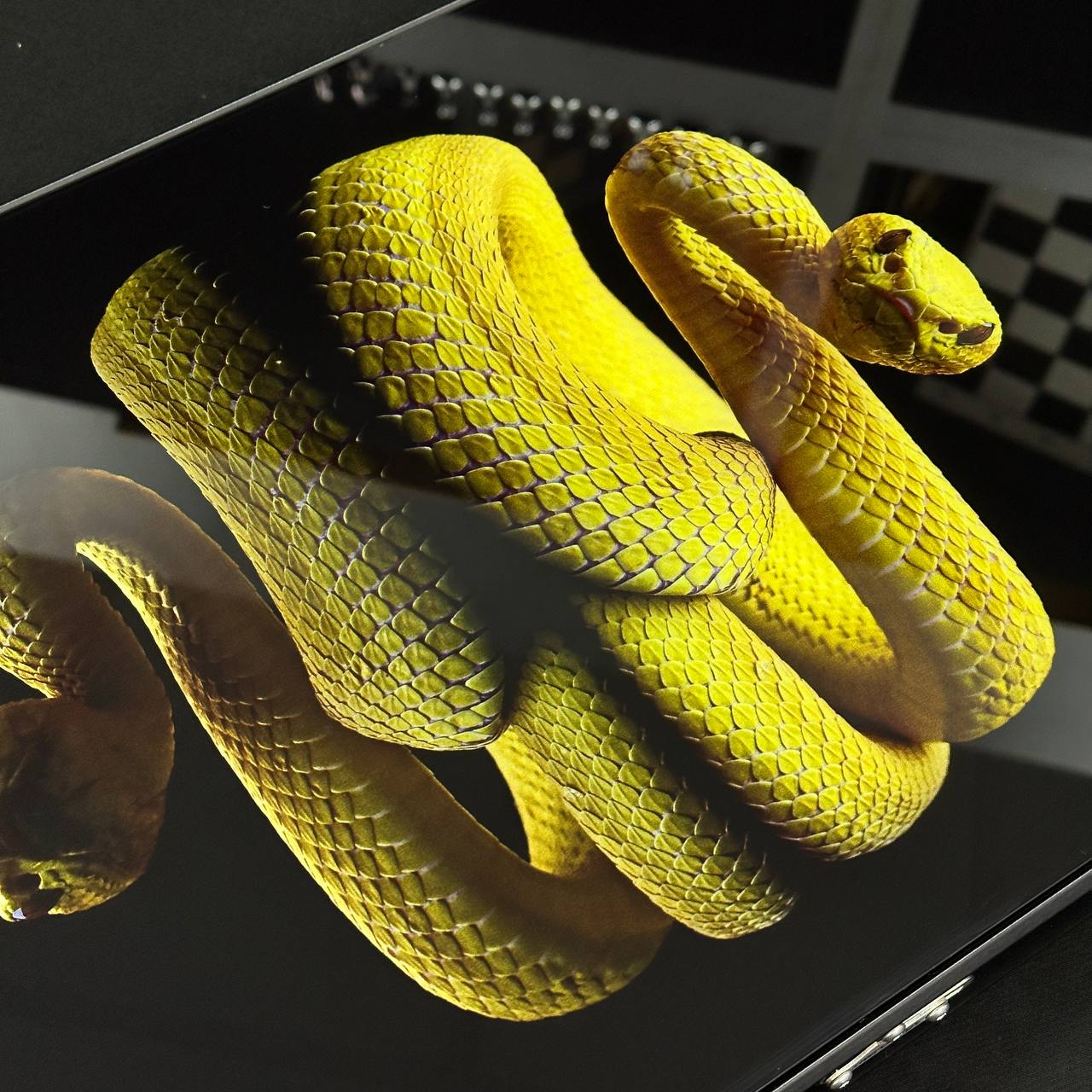 Jeu de backgammon en verre Snake, 61*27cm. Personnalisation. Prêt à offrir.